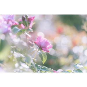 売買リニューアル新着確認 入稿土地